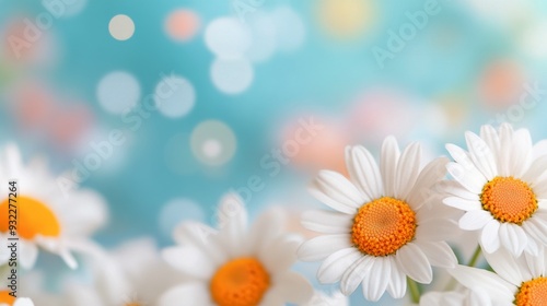 Bright daisies blooming against a clear blue sky in springtime