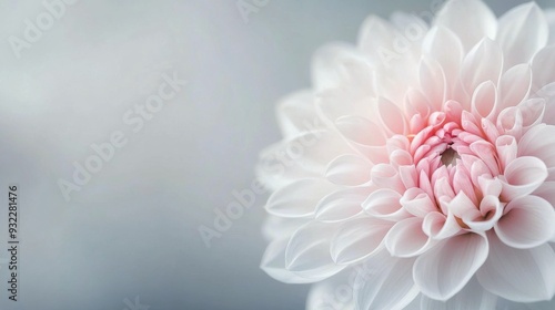 Close-up of a delicate pink and white flower on a blurred background