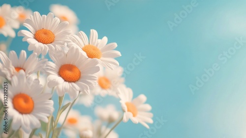 Bright daisies blooming against a clear blue sky in springtime