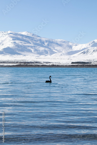 A black swan swims on Lake Tekapo in New Zealand in winter. A tranquil winter landscape 