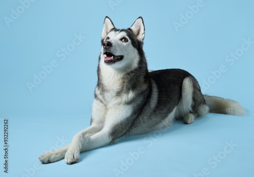 Content Siberian Husky lounging against a soft blue background, showcasing its relaxed yet attentive nature. The dog's clear, intelligent eyes and healthy coat speak to a well-cared-for companion photo