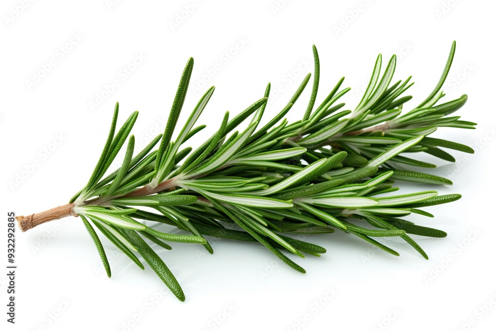 Fototapeta premium Rosemary isolated on white background
