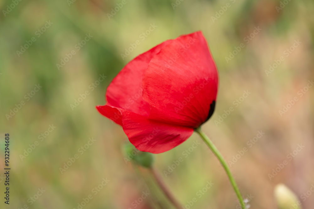 Red poppy wild Irish flowers Red poppy wild Irish flowers