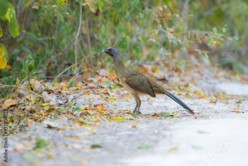 Ortalis ruficauda or Rufous-vented chachalaca The bird is walking along the wood photo