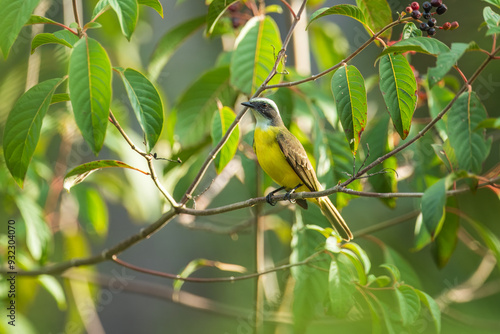 White-ringed Flycatcher Conopias albovittatus sitting on the branch photo