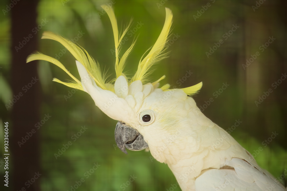 Portrait of Yellow-crested Cockatoo, Cacatua sulphurea Portrait of Yellow-crested Cockatoo, Cacatua sulphurea
