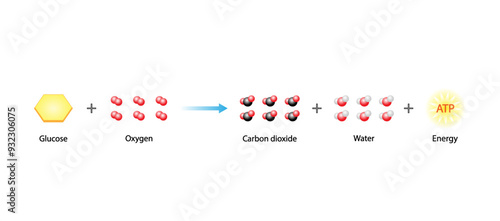 Cellular Respiration Equation. Metabolic reactions. Biology Education. Vector illustration.	