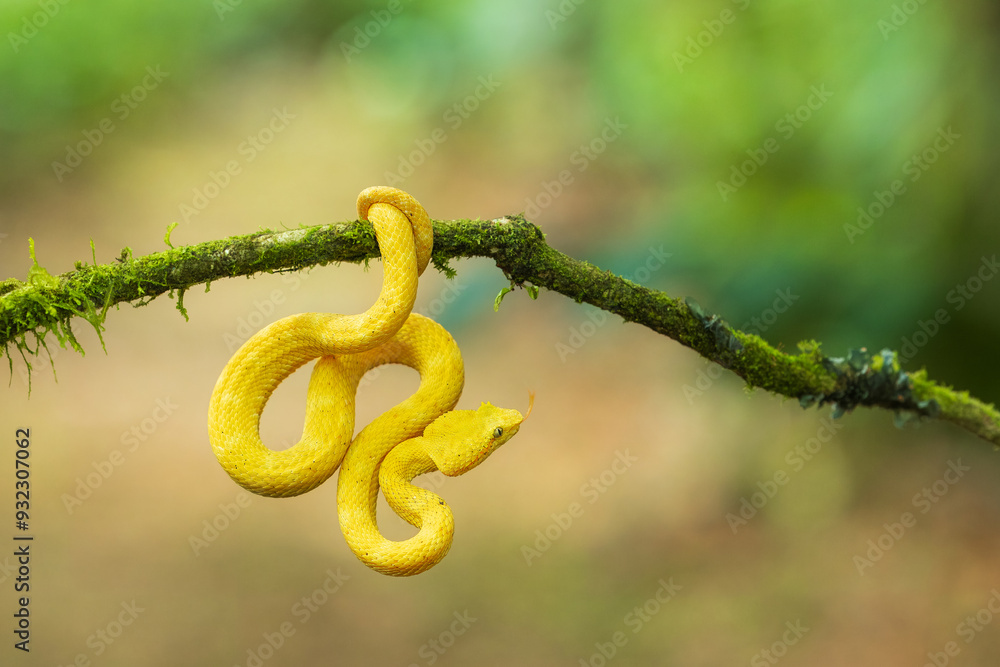 Obraz premium Portrait of Bothriechis schlegelii, the eyelash viper, is a venomous pit viper species found in Central and South America