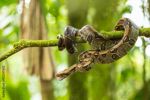 Boa imperator (or Boa constrictor imperator in common usage) is a large and heavy-bodied arboreal species of nonvenomous, constrictor-type snake in the family Boidae. 