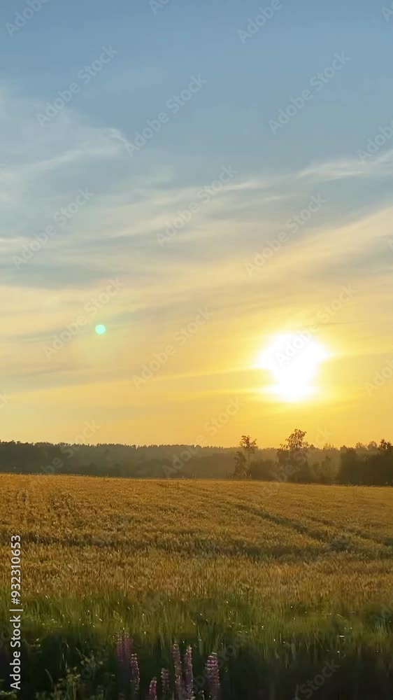 Rural landscape, fields at sunset, vertical Rural landscape, fields at sunset, vertical