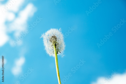 Wallpaper Mural Dandelion Seed Head reflected in a mirror Against a Bright Blue Sky Torontodigital.ca
