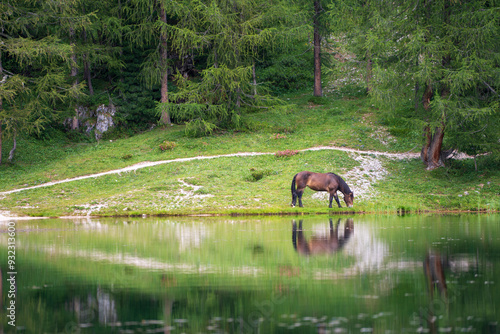 Reflected horse