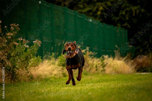 Chinese Red Dog Laizhou Hong male dog runs at a sprint towards camera on green grass in public park as part of recall training of this rare Molosser type mastiff breed pictured in Northants UK photo