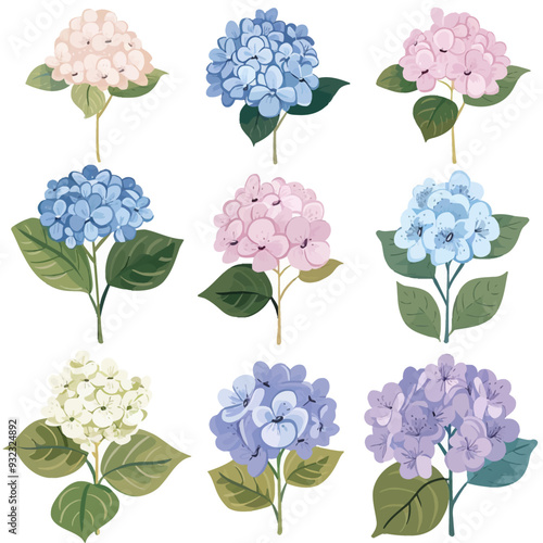 Vector Hydrangea simple and minima