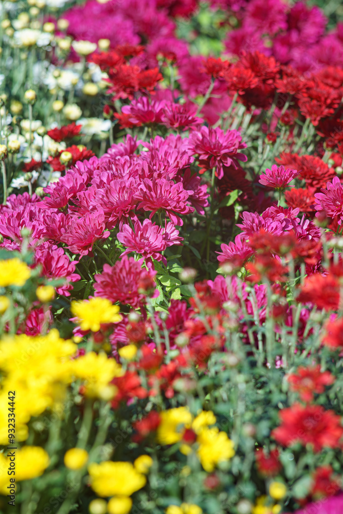 Fresh bright red, purple and yellow chrysanthemums bushes in autumn garden, flowerbed