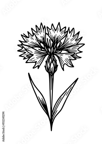 Wallpaper Mural Flowers SVG, Plant SVG, Blossom SVG, Alstroemeria SVG, Rose SVG, Camelia SVG, Poppy SVG, Lilac SVG, Hibiscus SVG, Orchid SVG, Flowers Design, Flowers Silhouette, Cut file for Cricut SVG, JPG, PNG Torontodigital.ca