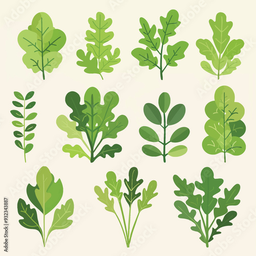 Vector Arugula simple and minimali