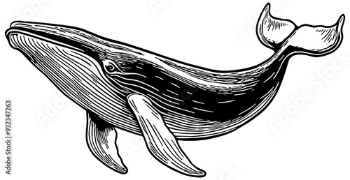 Blue whale illustration in black, isolated 