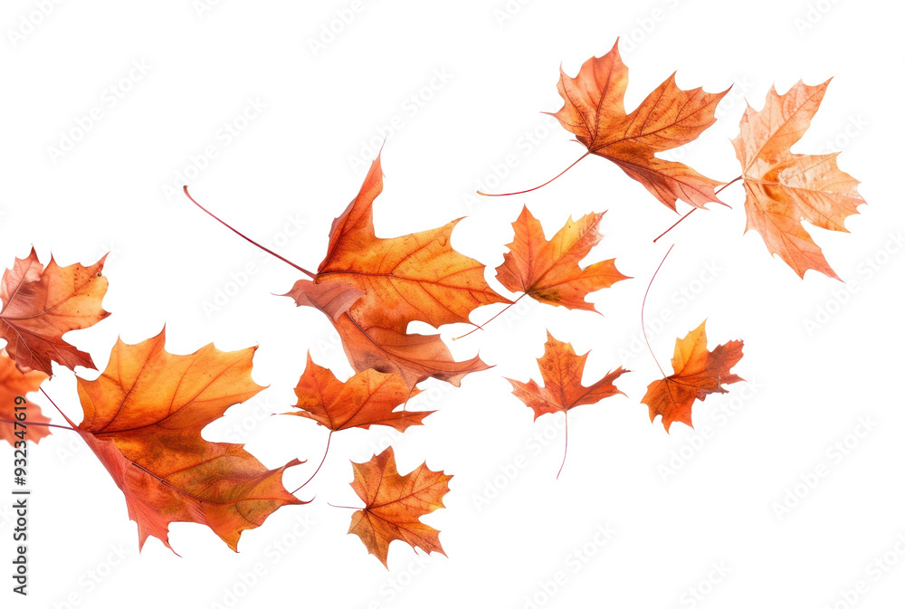 Fototapeta premium PNG Maple plant tree chandelier.