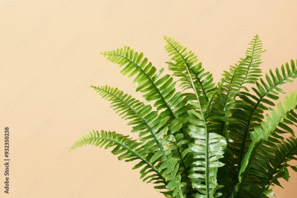 A vibrant green fern plant is prominently displayed, featuring lush leaves against a soft beige background, highlighting its natural beauty and texture A vibrant green fern plant is prominently displayed, featuring lush leaves against a soft beige background, highlighting its natural beauty and texture