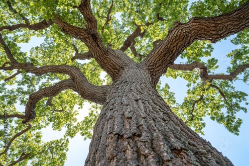 A tall oak tree stands proudly, showcasing its rugged texture and vibrant foliage under a clear sky filled with sunlight photo