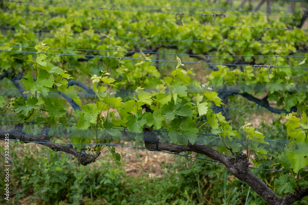 Fototapeta premium Beautiful vineyards at sunset in Urla, izmir. High quality photo