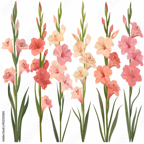 Vector Gladiolus simple and minima