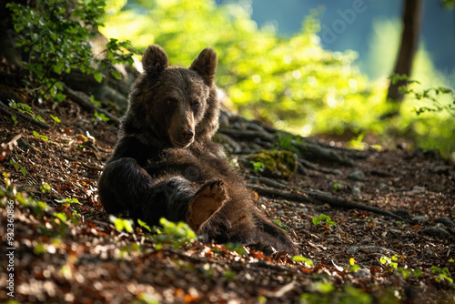 Brown Bear Relaxing on the Ground in Sunlit Forest