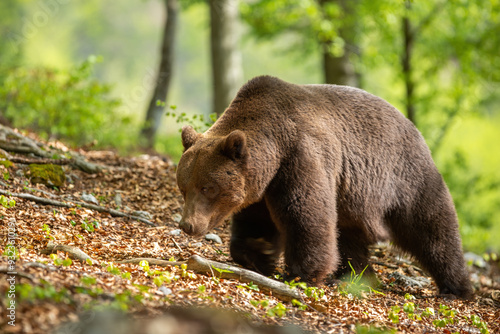 Massive Brown Bear Male Walking Through Summer Forest