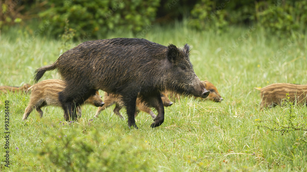 Wild boar with piglets walking on green grass in summer
