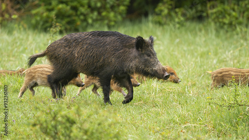 Obraz na płótnie Wild boar with piglets walking on green grass in summer w salonie