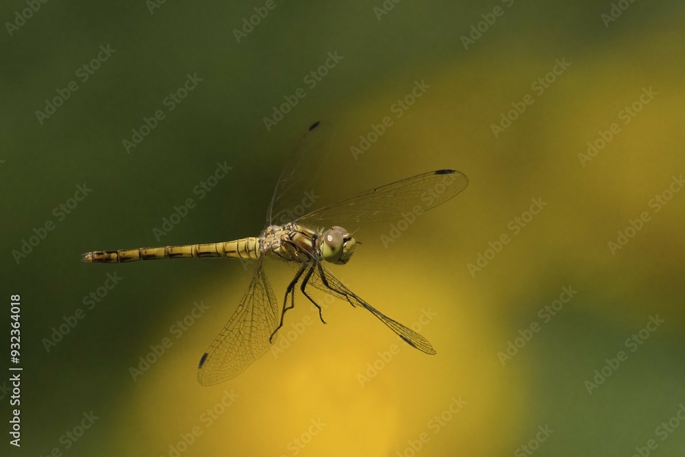 Close-up of a Black-tailed Skimmer (Orthetrum cancellatum), female, in flight against a blurred background of green and yellow tones, Hesse, Germany, Europe Close-up of a Black-tailed Skimmer (Orthetrum cancellatum), female, in flight against a blurred background of green and yellow tones, Hesse, Germany, Europe