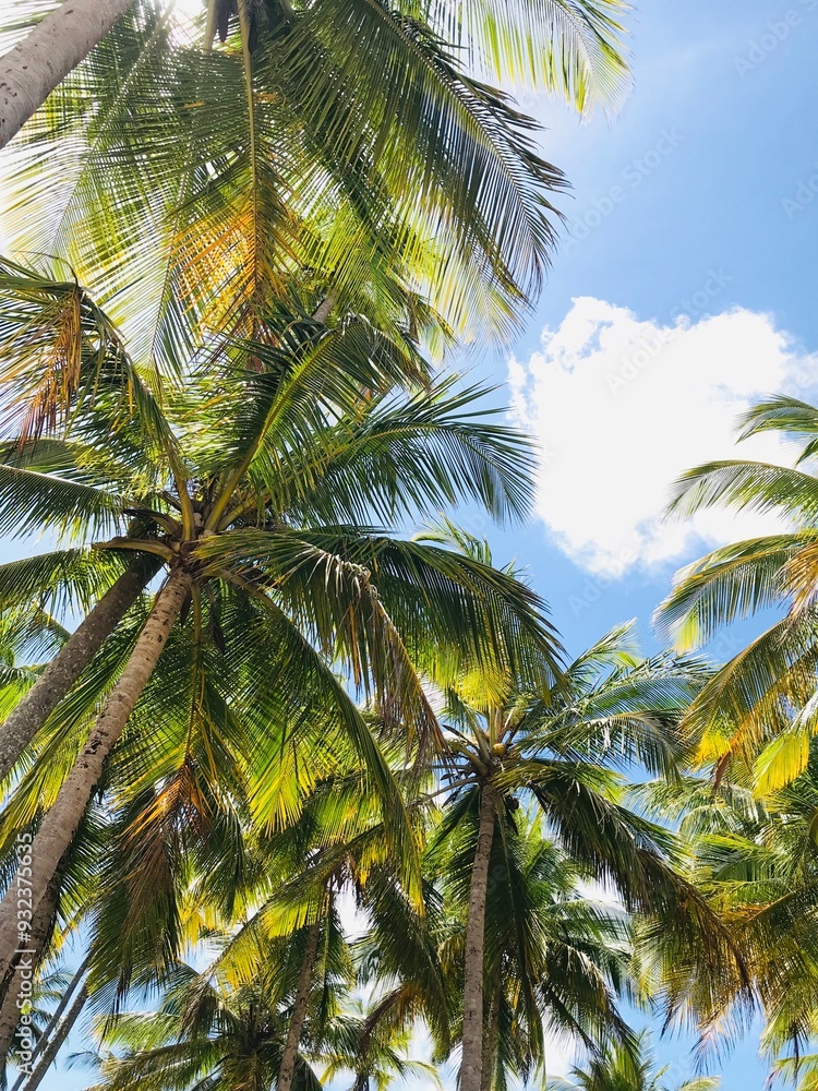 Obraz premium coconut tree