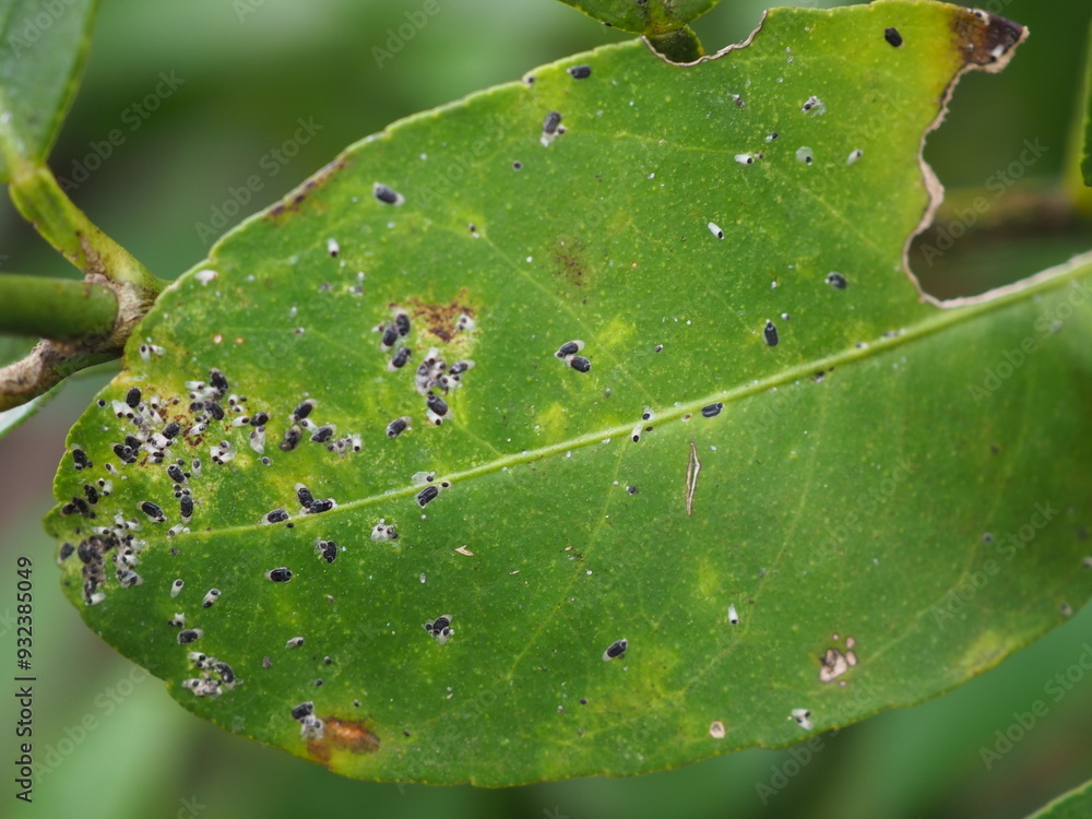 Mold on lime leaves. Insecticide product concept. Mold on lime leaves. Insecticide product concept.
