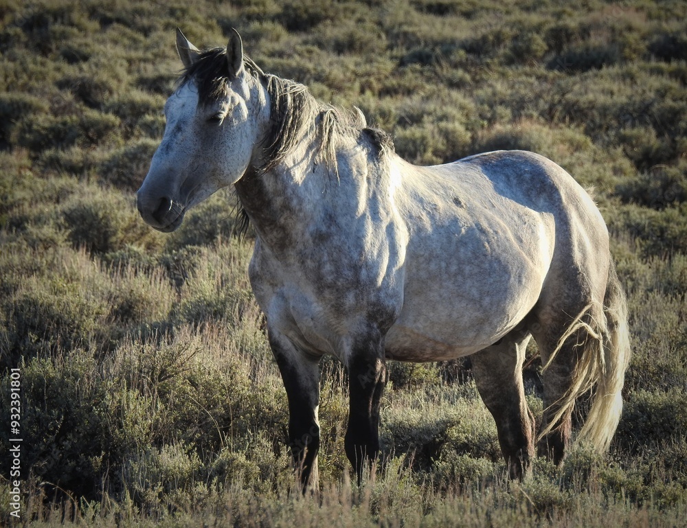 Zion, Wild Horse of the Sand Wash Basin in Colorado Sage Brush Zion, Wild Horse of the Sand Wash Basin in Colorado Sage Brush
