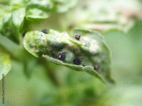 Black aphids on basil leaves. Closeup photo, blurred.