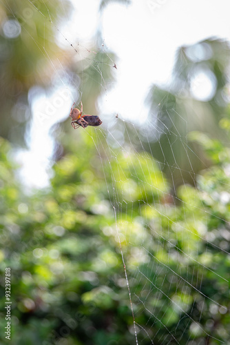 Orb-weaver spider 