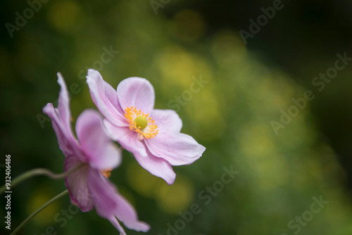 Pink Cosmos against green background