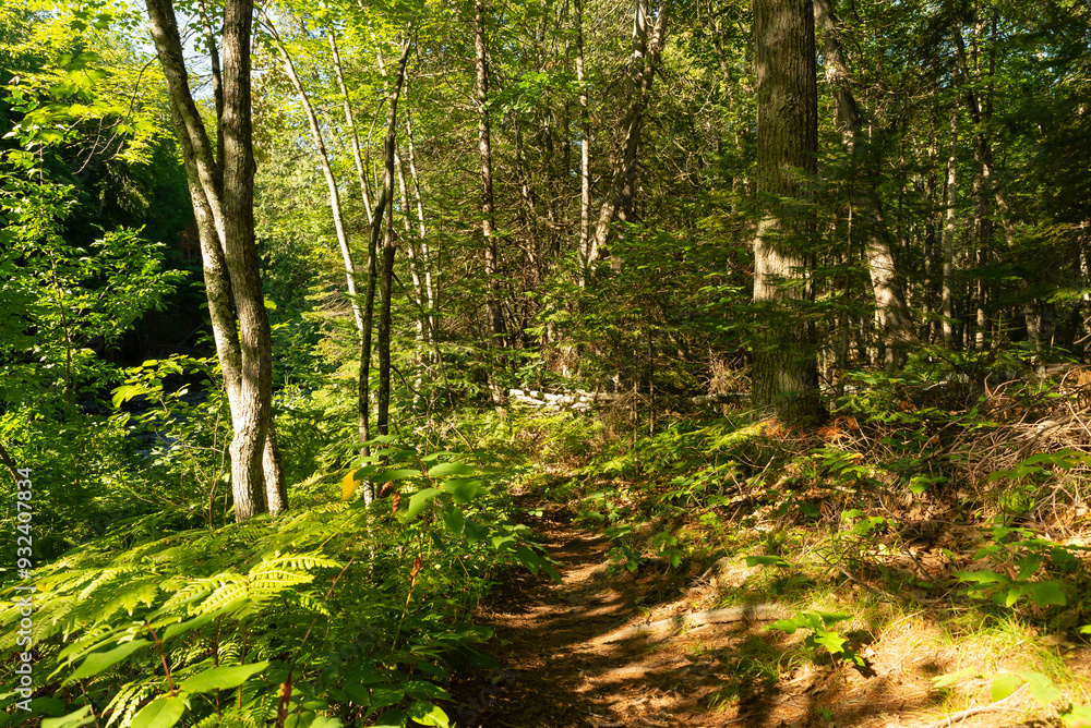 Obraz premium Hiking trail.