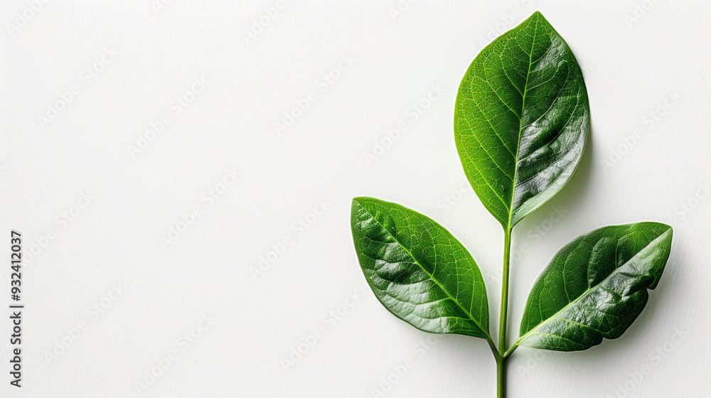 Fototapeta premium minimalist image featuring a single green certification seal on a clean white background. A powerful symbol of eco-friendly business practices and environmental responsibility