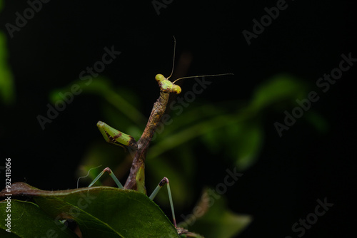 praying mantis on leaf photo