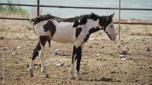 Young paint horse standing in a pasture as it twitches.