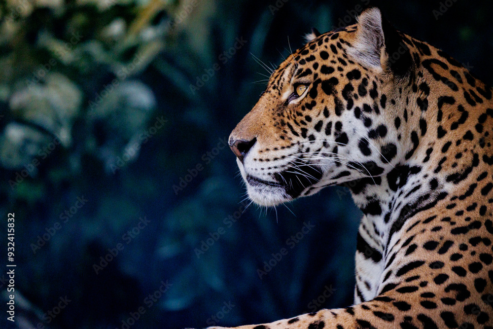 Naklejka premium 鋭い視線のジャガー