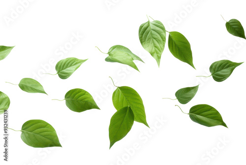 PNG Green leaves floating gracefully.