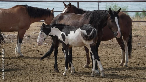 Horses standing in a pasture as colt stands next to its mother.