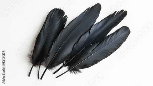 Black raven feathers on a white background, dark and delicate, a contrast of nature's elements