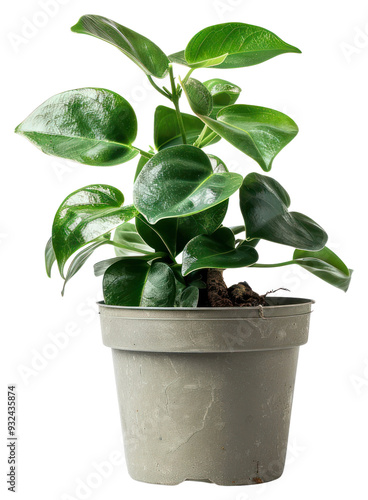 PNG Vibrant potted green houseplant decor