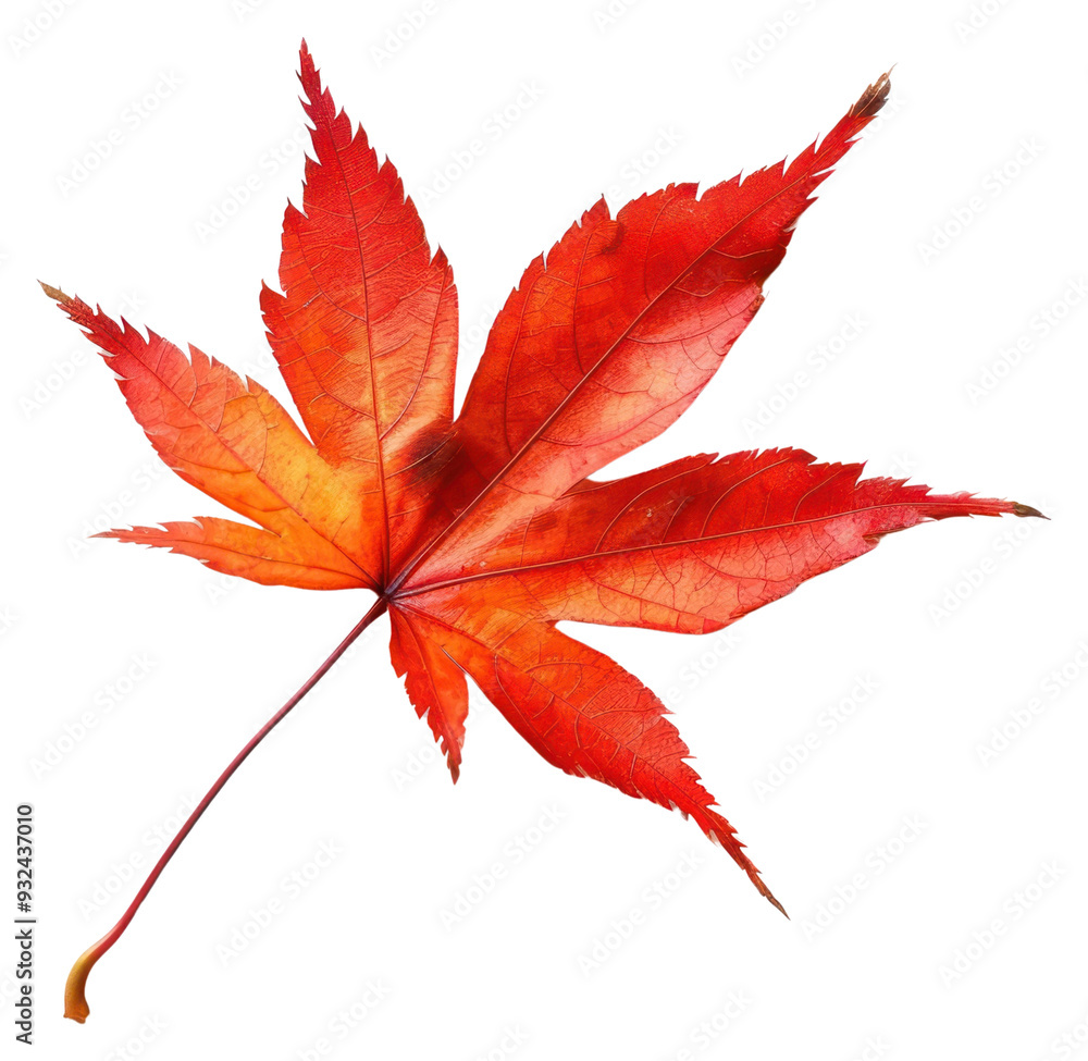 PNG Vibrant red autumn leaf isolated PNG Vibrant red autumn leaf isolated