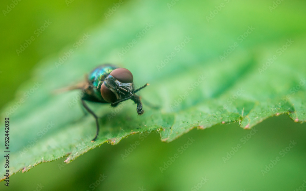 Fototapeta premium macro of a fly