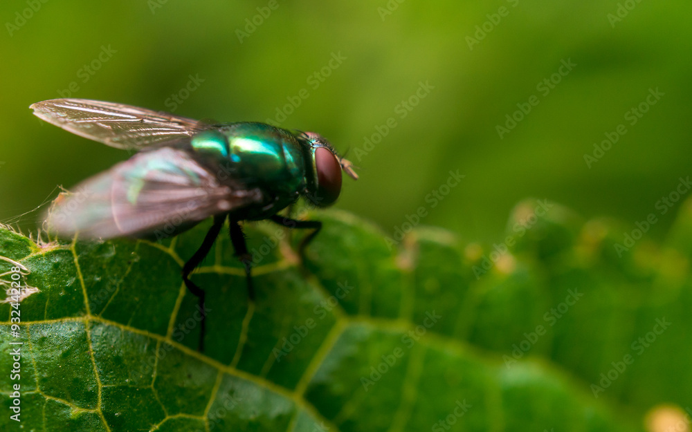 fly on green leaf fly on green leaf
